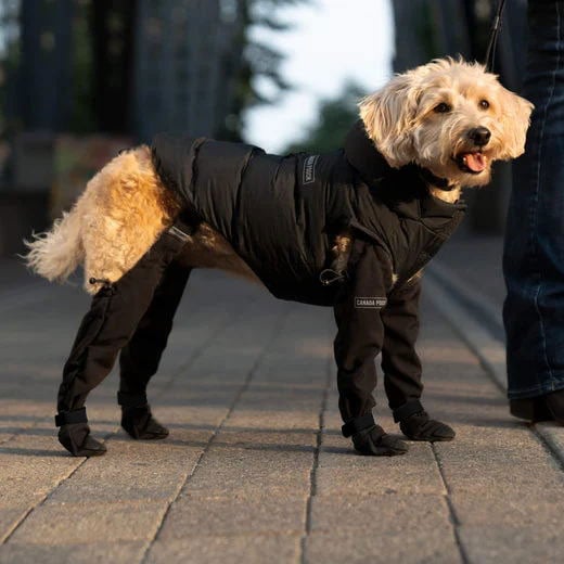 PawComfort - Winterlaarzen voor Honden | Bescherming tegen Kou en Regen