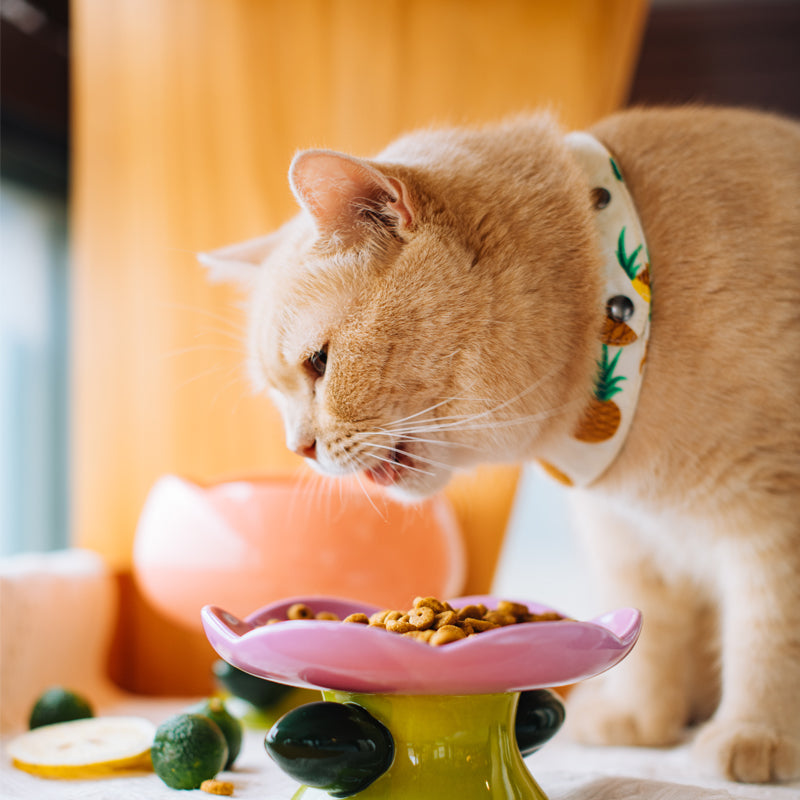 Unieke Bloem Ontwerp Katten Eetbak - Voor Elegante Maaltijden