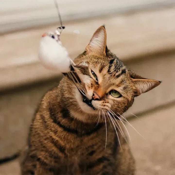 Unieke Vogeltje Kattenspeeltje voor Katten - Perfect voor Speelplezier